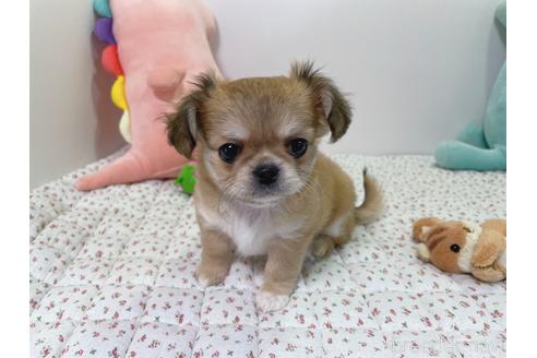 成約済の栃木県のミックス犬-208628の2枚目