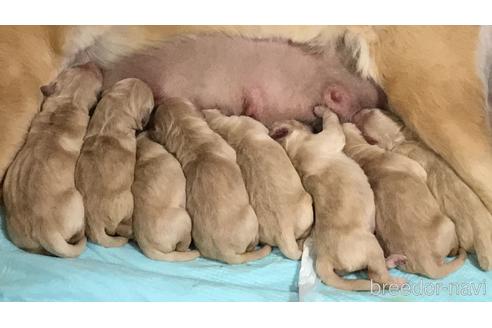 成約済の埼玉県のゴールデンレトリーバー-210094の2枚目