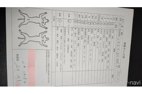 成約済の東京都のトイプードル-201333の2枚目