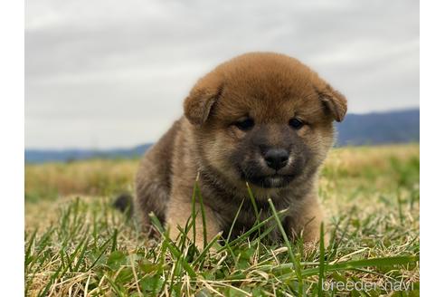 成約済の長野県の柴犬-210149の2枚目