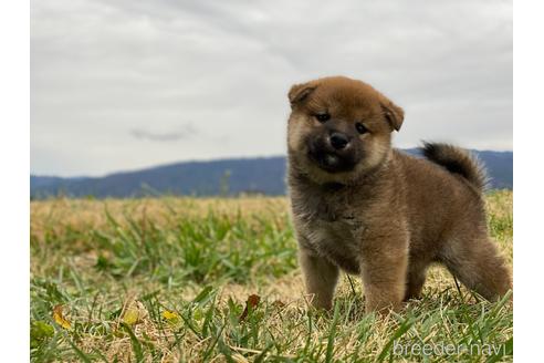 成約済の長野県の柴犬-210149の4枚目