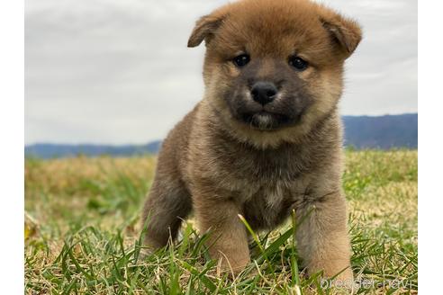 成約済の長野県の柴犬-210149の5枚目