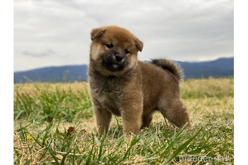 成約済の長野県の柴犬-210149の1枚目