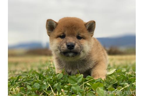 成約済の長野県の柴犬-210150の2枚目