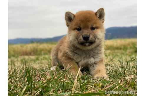 成約済の長野県の柴犬-210150の3枚目