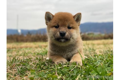 成約済の長野県の柴犬-210150の1枚目