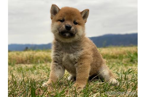 成約済の長野県の柴犬-210150の4枚目