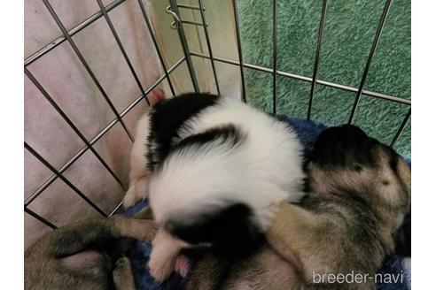成約済の愛知県の狆 (チン)-210204の3枚目