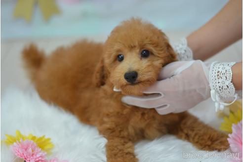 成約済の埼玉県のトイプードル-205101の12枚目