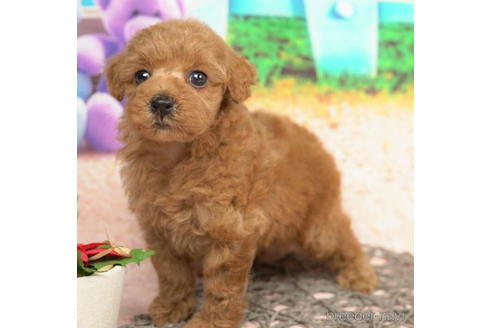 成約済の千葉県のトイプードル-210283の3枚目