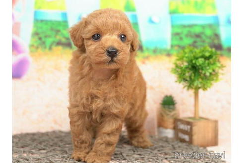 成約済の千葉県のトイプードル-210283の5枚目