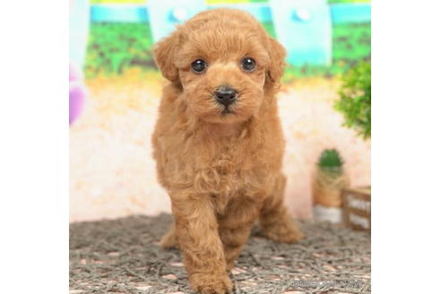 成約済の千葉県のトイプードル-210283の1枚目
