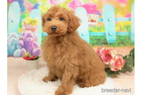 成約済の千葉県のトイプードル-210288の3枚目