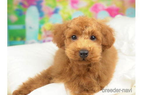 成約済の千葉県のトイプードル-210288の2枚目