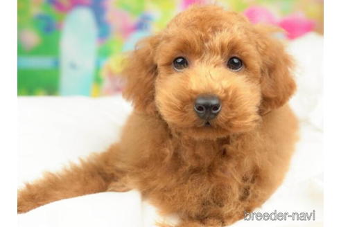 成約済の千葉県のトイプードル-210288の5枚目