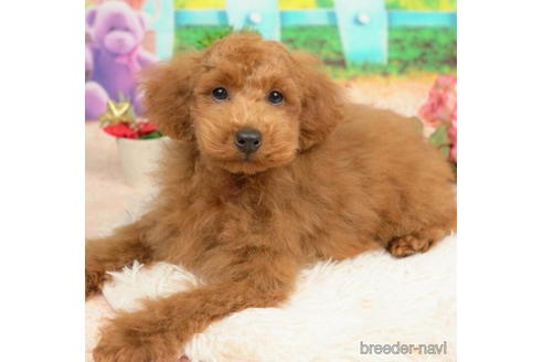 成約済の千葉県のトイプードル-210288の1枚目