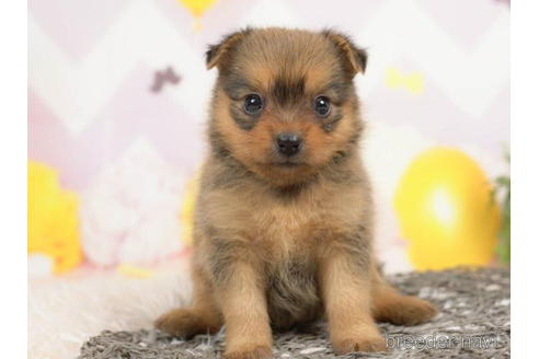 成約済の千葉県のミックス犬-210289の2枚目