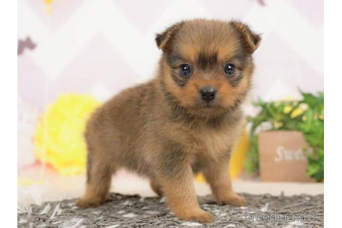 成約済の千葉県のミックス犬-210289の3枚目