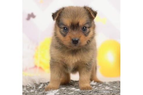 成約済の千葉県のミックス犬-210289の5枚目