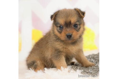 成約済の千葉県のミックス犬-210289の1枚目