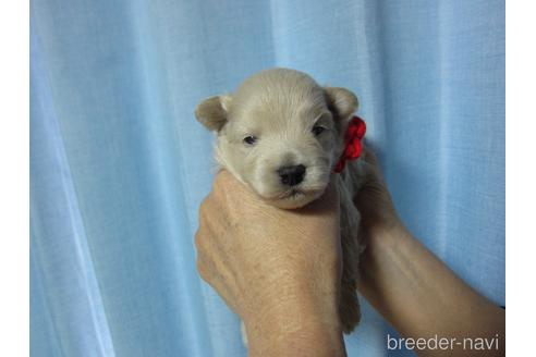 成約済の福岡県のミックス犬-209181の21枚目