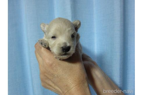 成約済の福岡県のミックス犬-210294の28枚目