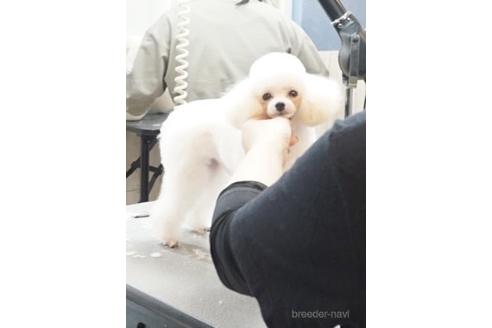 成約済の岡山県のティーカッププードル-210306の3枚目