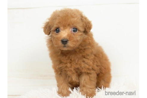 成約済の千葉県のタイニープードル-210336の4枚目