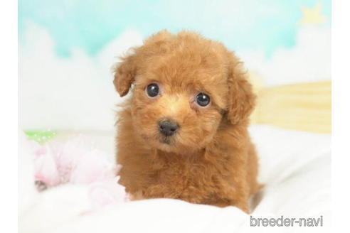 成約済の千葉県のタイニープードル-210336の3枚目