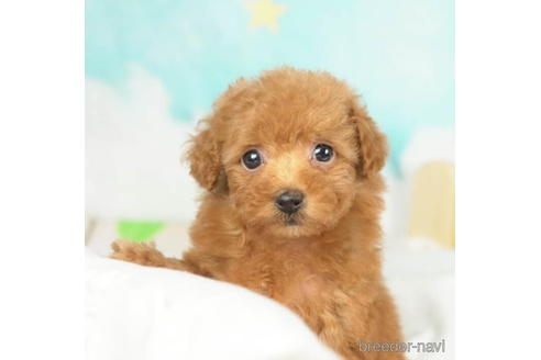 成約済の千葉県のタイニープードル-210336の2枚目