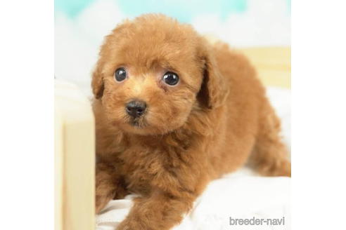 成約済の千葉県のタイニープードル-210336の1枚目