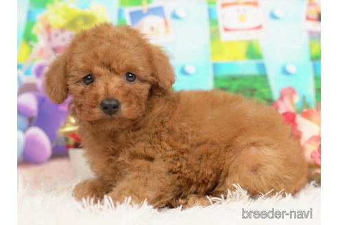 成約済の千葉県のトイプードル-210343の4枚目