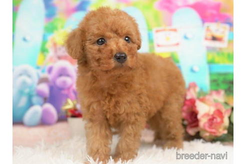 成約済の千葉県のトイプードル-210343の3枚目