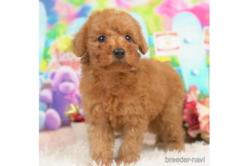 成約済の千葉県のトイプードル-210343の2枚目