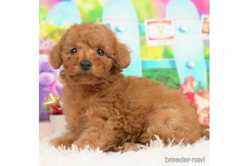 成約済の千葉県のトイプードル-210343の1枚目