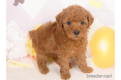 成約済の千葉県のトイプードル-210345の3枚目