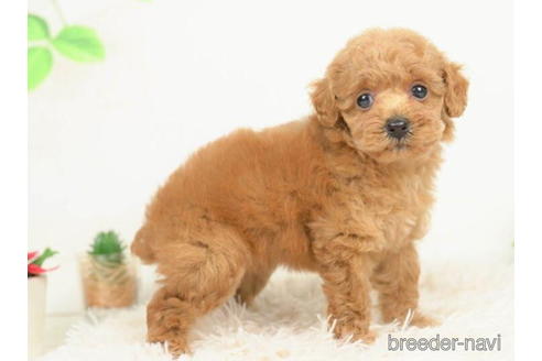 成約済の千葉県のタイニープードル-210346の4枚目