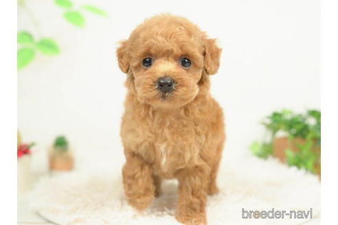 成約済の千葉県のタイニープードル-210346の3枚目