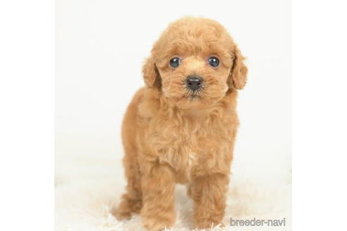 成約済の千葉県のタイニープードル-210346の2枚目