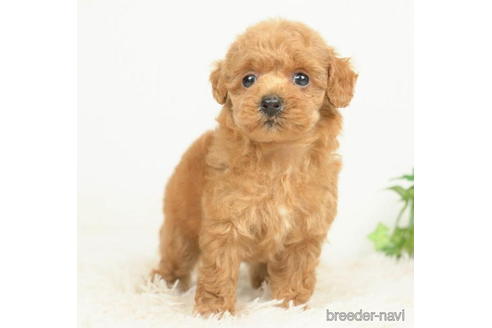 成約済の千葉県のタイニープードル-210346