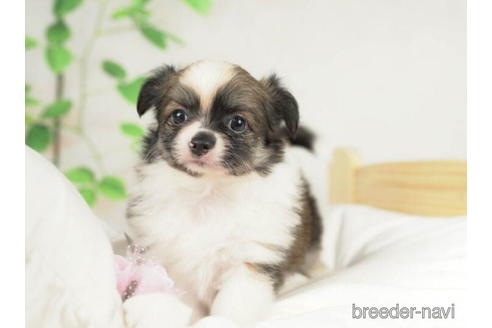 成約済の千葉県のチワワ(ロングコート)-210350の4枚目