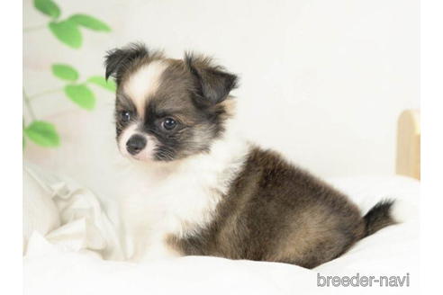 成約済の千葉県のチワワ(ロングコート)-210350の3枚目