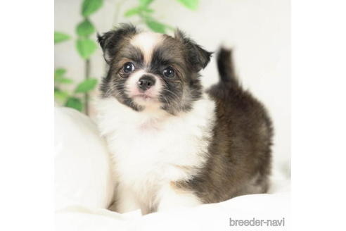 成約済の千葉県のチワワ(ロングコート)-210350の2枚目