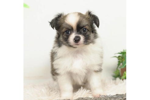 成約済の千葉県のチワワ(ロングコート)-210350