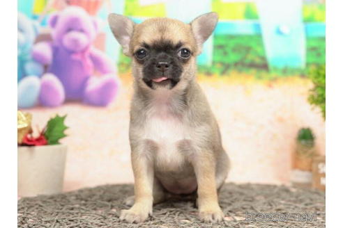 成約済の千葉県のチワワ(スムースコート)-210352の4枚目