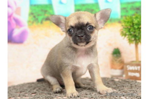 成約済の千葉県のチワワ(スムースコート)-210352の3枚目