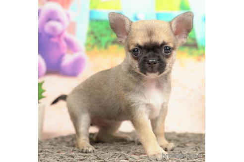 成約済の千葉県のチワワ(スムースコート)-210352の2枚目