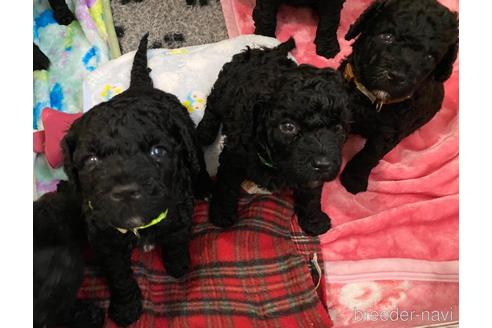 成約済の東京都のミックス犬-209992の11枚目