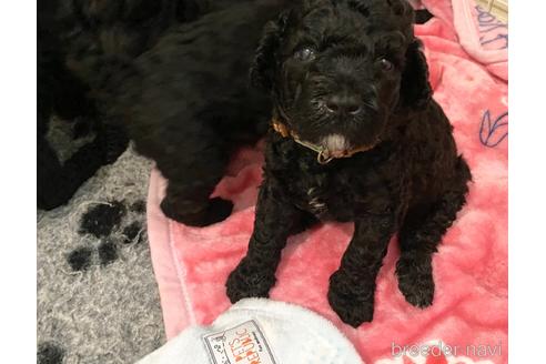 成約済の東京都のミックス犬-209992の10枚目