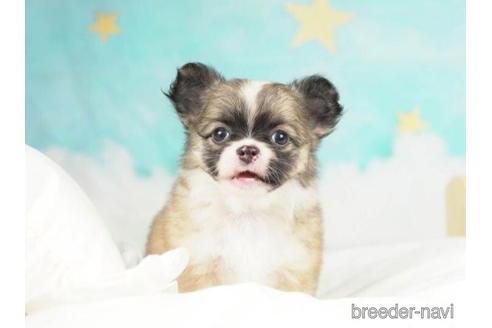 成約済の千葉県のチワワ(ロングコート)-210355の4枚目